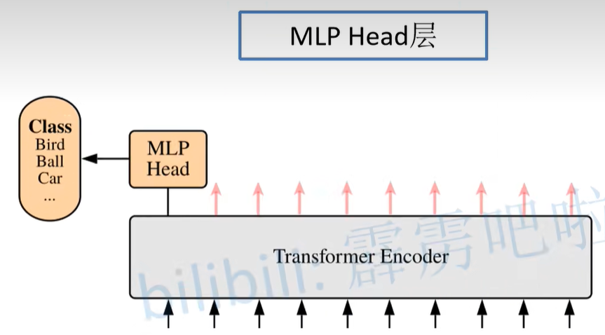 MLP Head层